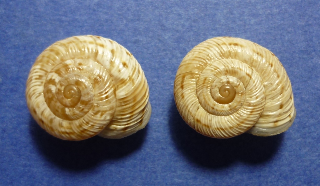 Marmorana signata strigata?
